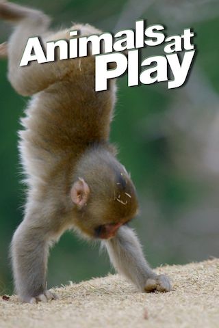 Animals at Play