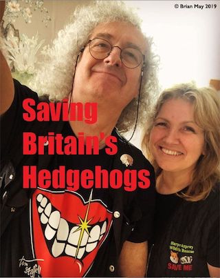 Saving Britain's Hedgehogs